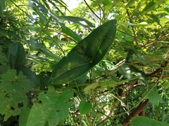 Passiflora sexocellata
