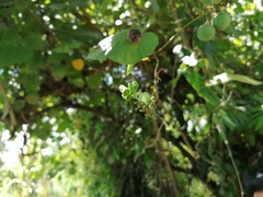 Passiflora sexocellata