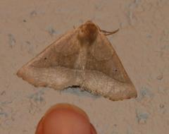 Drepanogynis cnephaeogramma