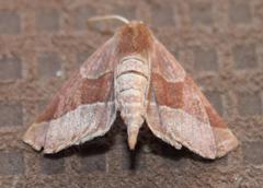 Drepanogynis cnephaeogramma