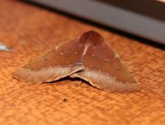 Drepanogynis cnephaeogramma