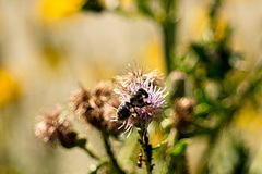 Megachile inermis