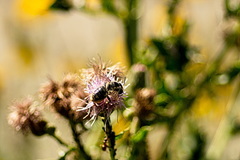 Megachile inermis