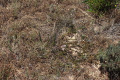 Serruria trilopha