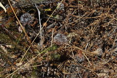 Serruria trilopha