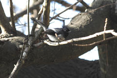 Trochocercus cyanomelas cyanomelas