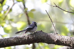 Trochocercus cyanomelas cyanomelas