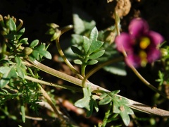 Diascia elongata