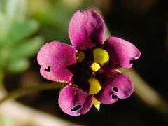 Diascia elongata