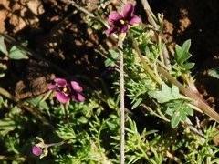 Diascia elongata