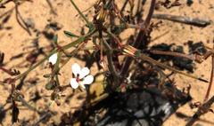 Pelargonium senecioides