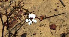 Pelargonium senecioides
