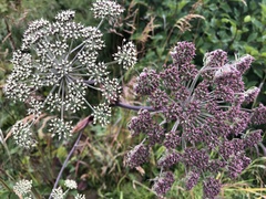 Angelica genuflexa