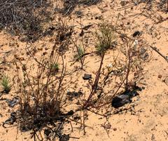 Pelargonium senecioides