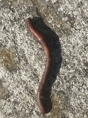 Lumbricus rubellus