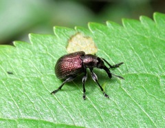 Involvulus cupreus