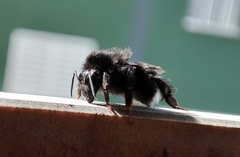 Bombus terrestris canariensis