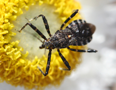 Trachylestes turneri