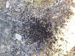 Rhinocoeta sanguinipes