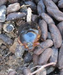 Rhinocoeta sanguinipes