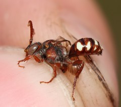 Nomada baccata