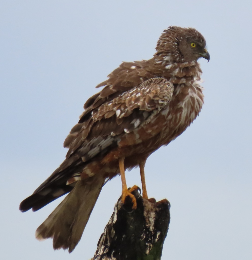 African Marsh Harrier (Circus ranivorus) photo