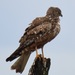 African Marsh-Harrier - Photo (c) magdastlucia, some rights reserved (CC BY-NC), uploaded by magdastlucia