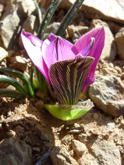 Romulea atrandra atrandra