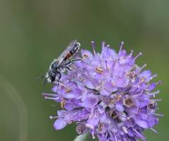 Andrena marginata