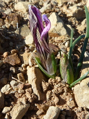 Romulea atrandra atrandra
