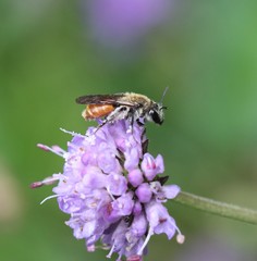 Andrena marginata