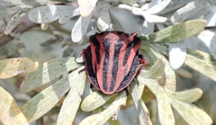 Graphosoma interruptum
