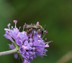 Andrena marginata