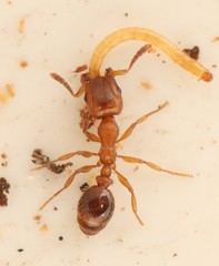 Harpagoxenus sublaevis