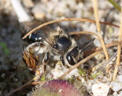Andrena argentata