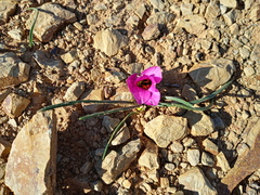 Romulea atrandra atrandra