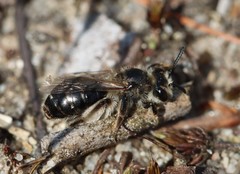 Andrena argentata