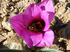 Romulea atrandra atrandra