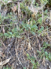 Ceanothus diversifolius