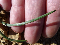 Romulea atrandra atrandra