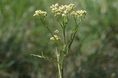 Psacalium decompositum
