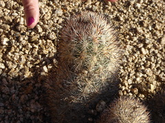 Escobaria alversonii