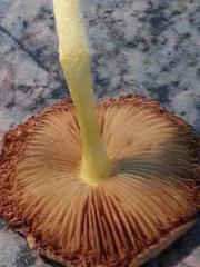 Bolbitius titubans titubans