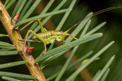 Ephippiger diurnus diurnus