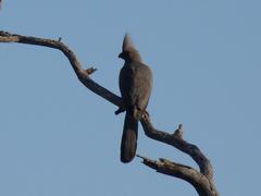 Corythaixoides concolor bechuanae