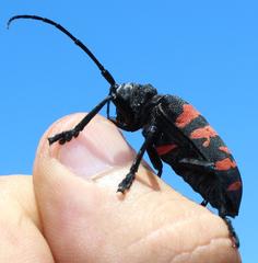 Ceroplesis capensis