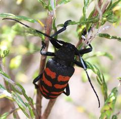 Ceroplesis capensis