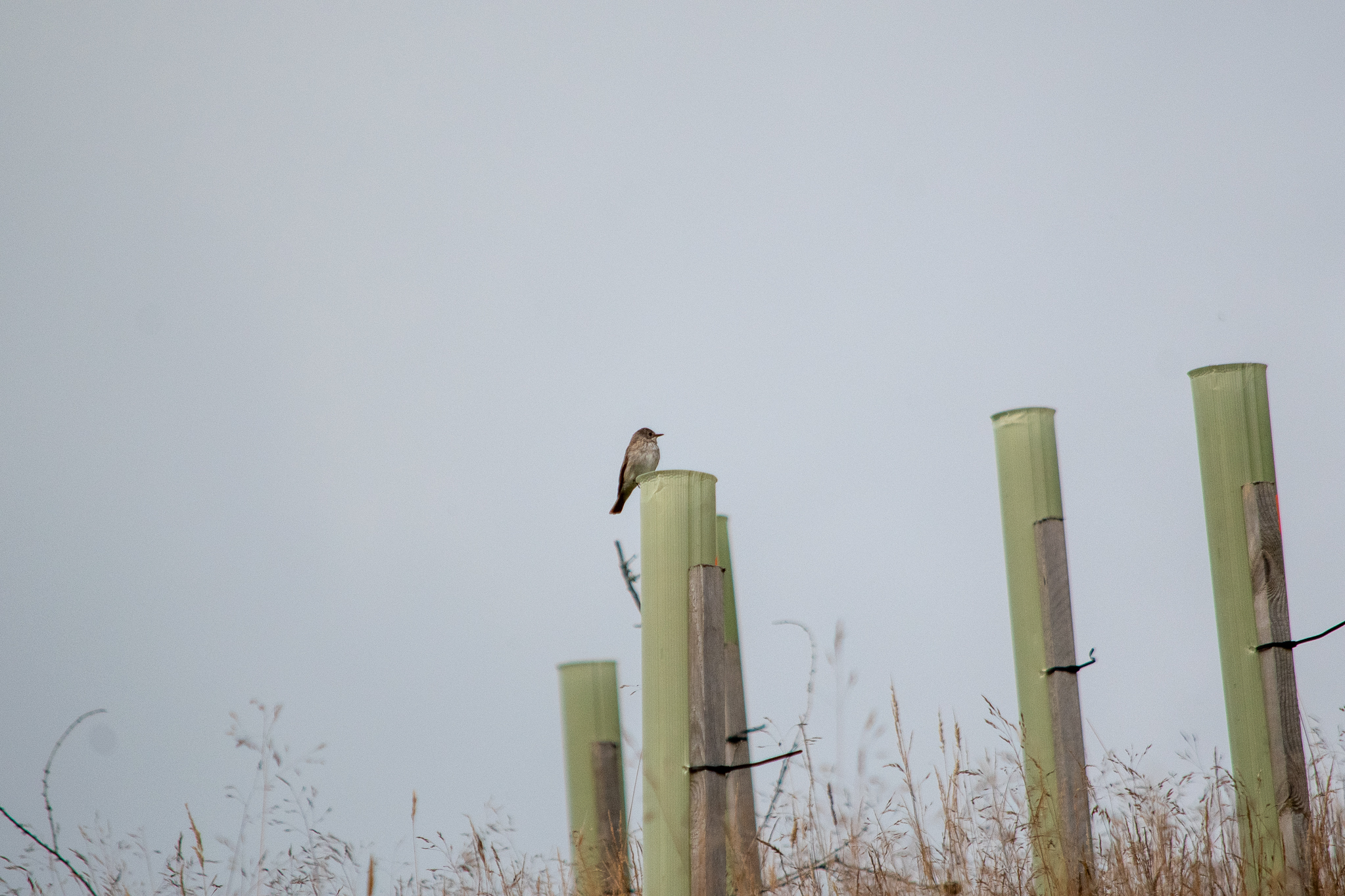 Spotted Flycatcher