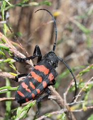 Ceroplesis capensis