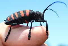 Ceroplesis capensis